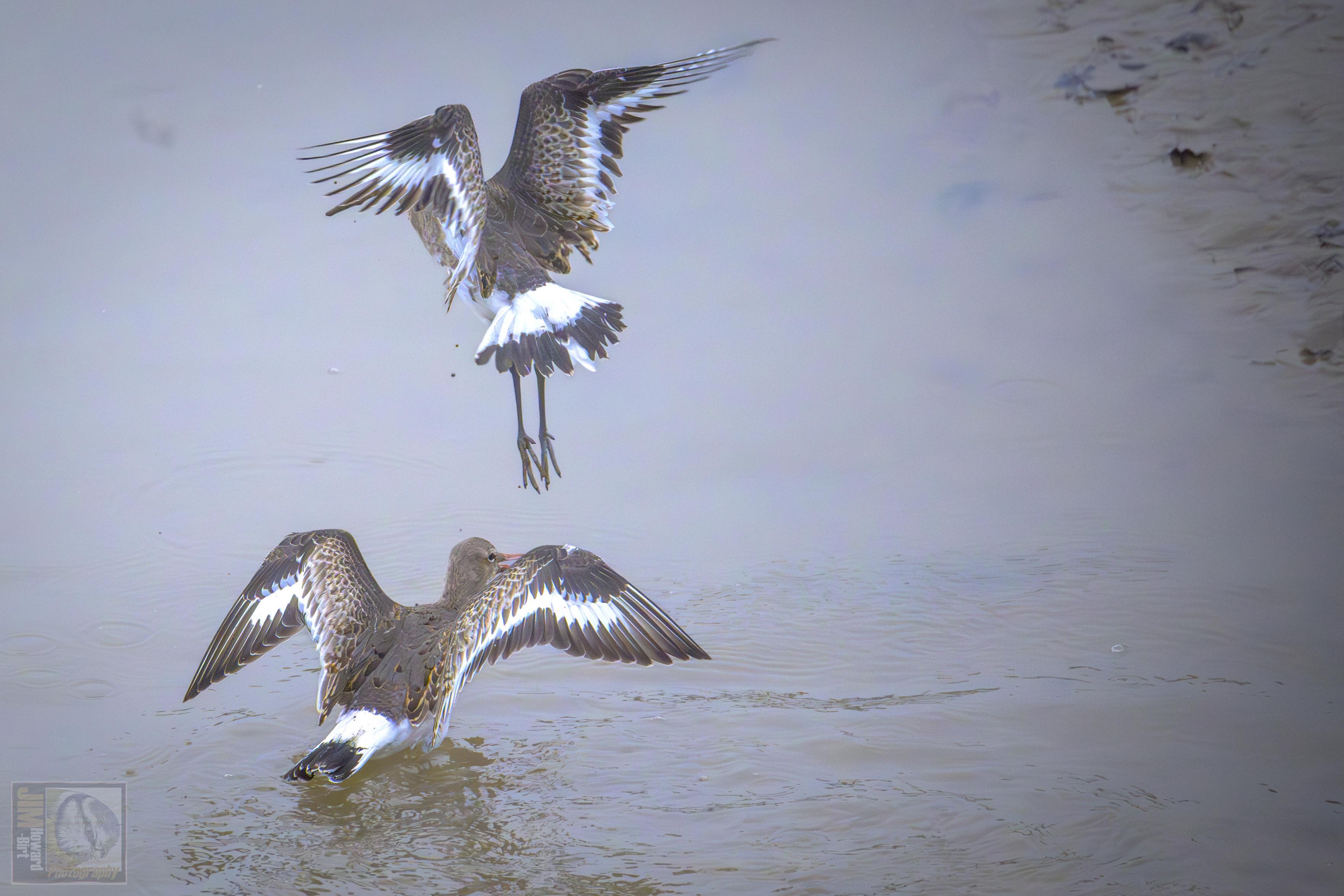 A Pair of squabbling Godwit