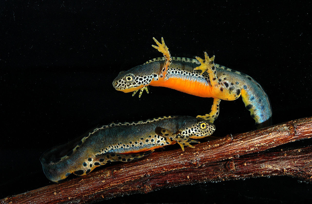 photo of a newt swimming over another newt in an epic way