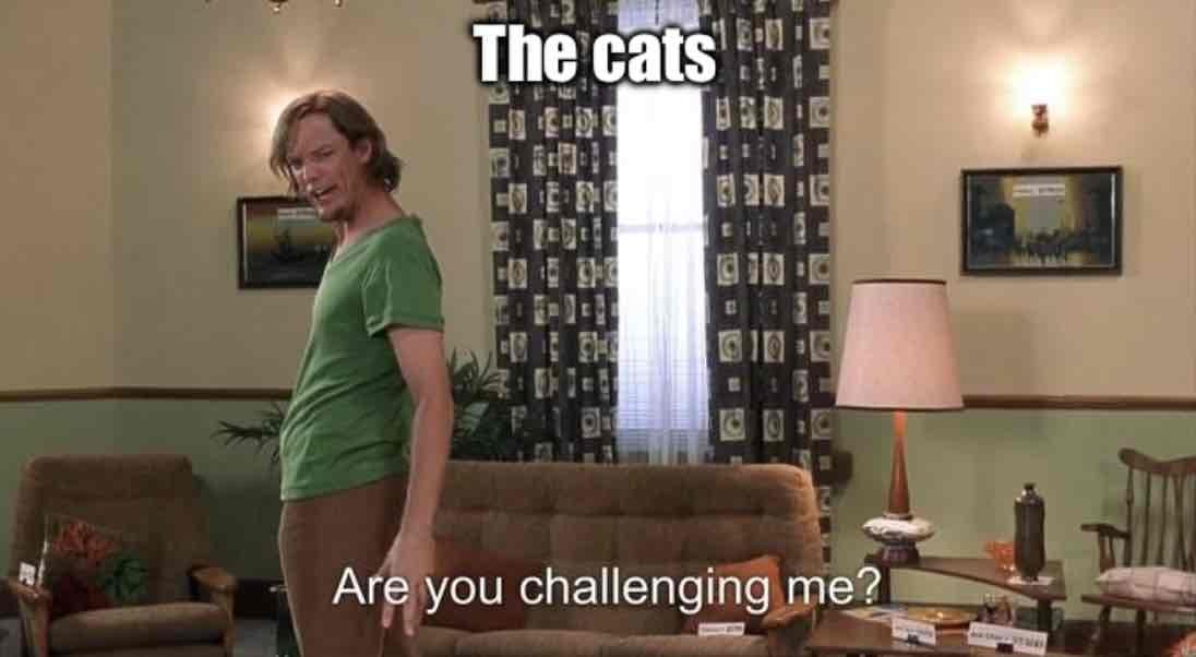 Top text - The cats. The bottom text “Are you challenging me?!” The meme display Shaggy turning his head toward the viewer in disbelief from the 2002 film Scooby-Doo
