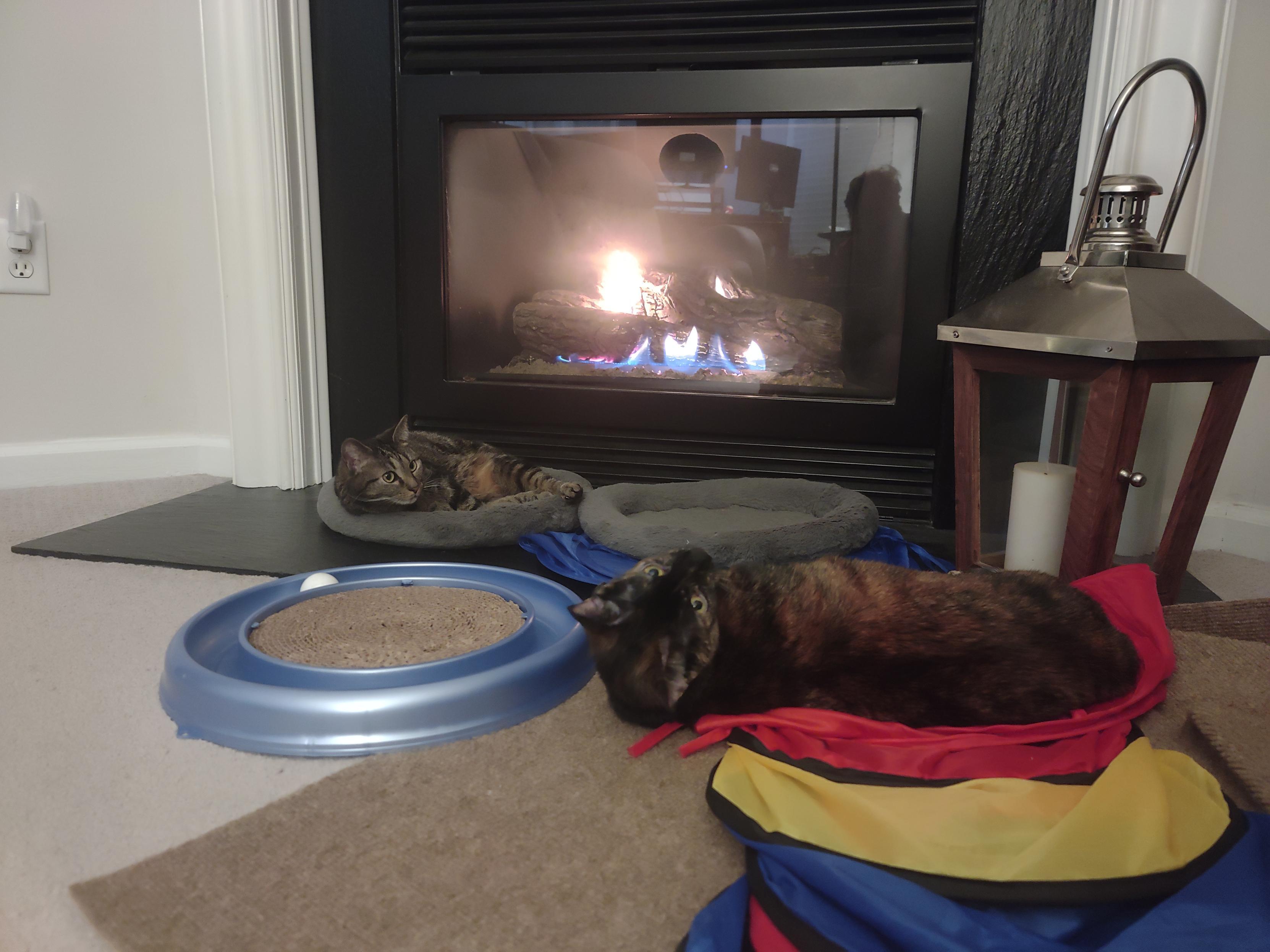 2 cats in front of the fire place laying down and looking at me taking a photo.