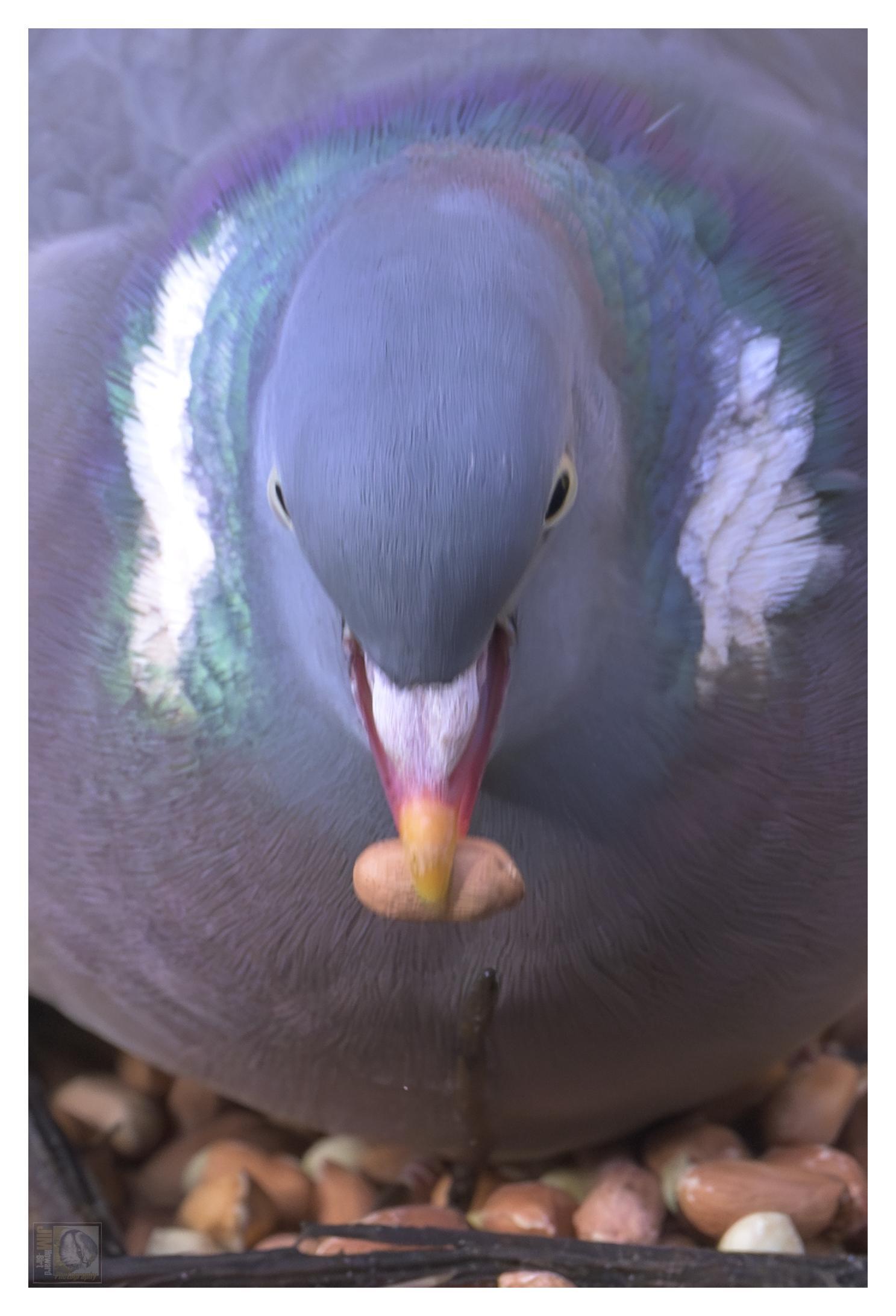 A Pigeon eating a peanut