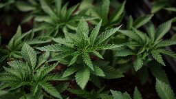 DOJ releases proposed rule to reclassify marijuana