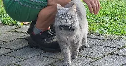 My indoor cat took quite some trust leaps since she is allowed in the garden