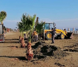 Palm trees planted to enhance Kastella beach in Larnaca