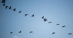 Warm weather keeps migratory cranes in Hungary longer