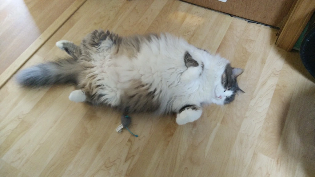 Fat cat laying on it&#39;s side/back with paws in the air