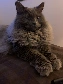 nebelung