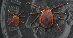 The invasive longhorned tick is spreading across Missouri and threatening cattle herds