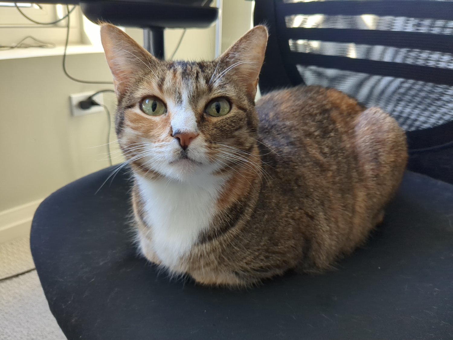 A calico cat assuming a "loaf" position on an office chair.