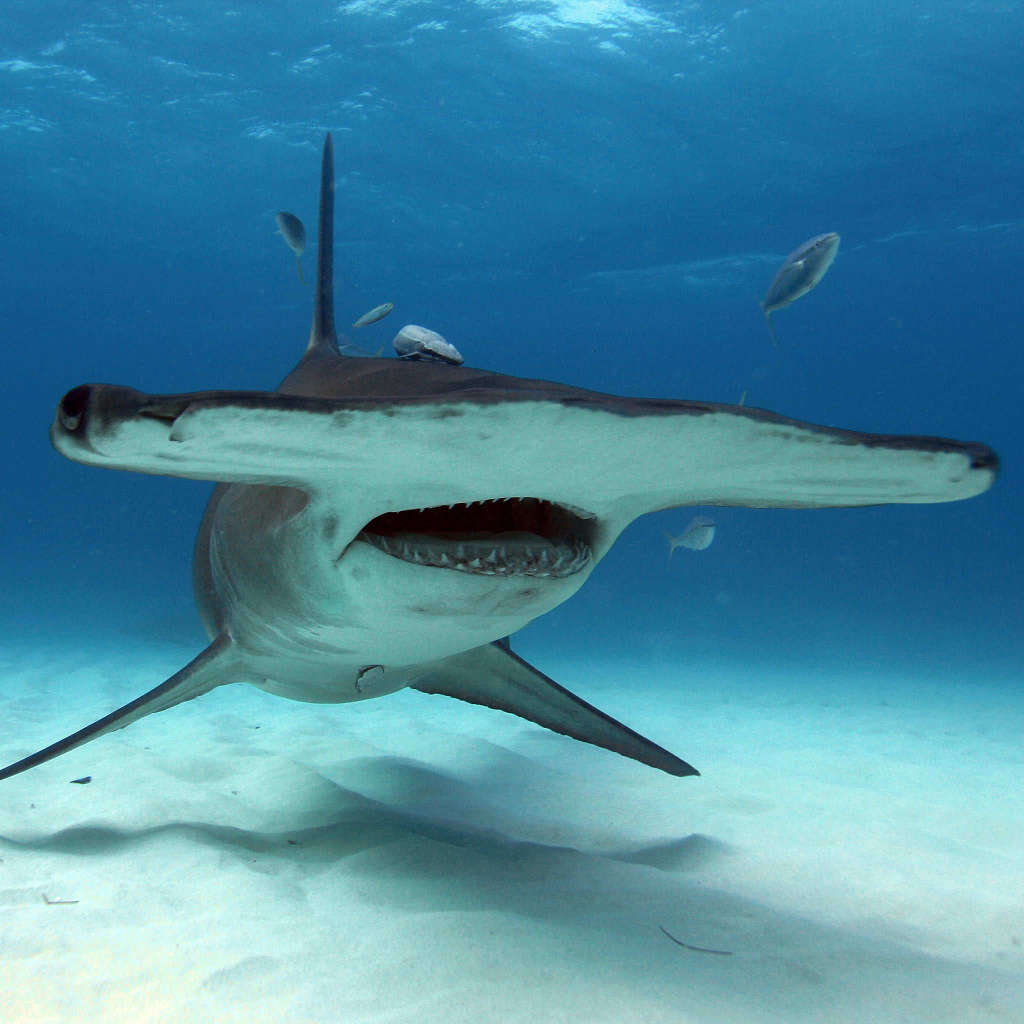 picture of hammerhead shark with a tear drop captioned NO U