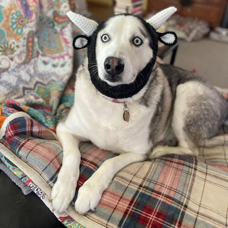 A lanky husky mix wearing a knitted black goat hat with white horns. The dog’s eyes are wide open, dragging attention toward their azure horror