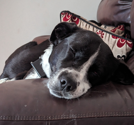 A black and white dog (collie-springer) asleep on a couch