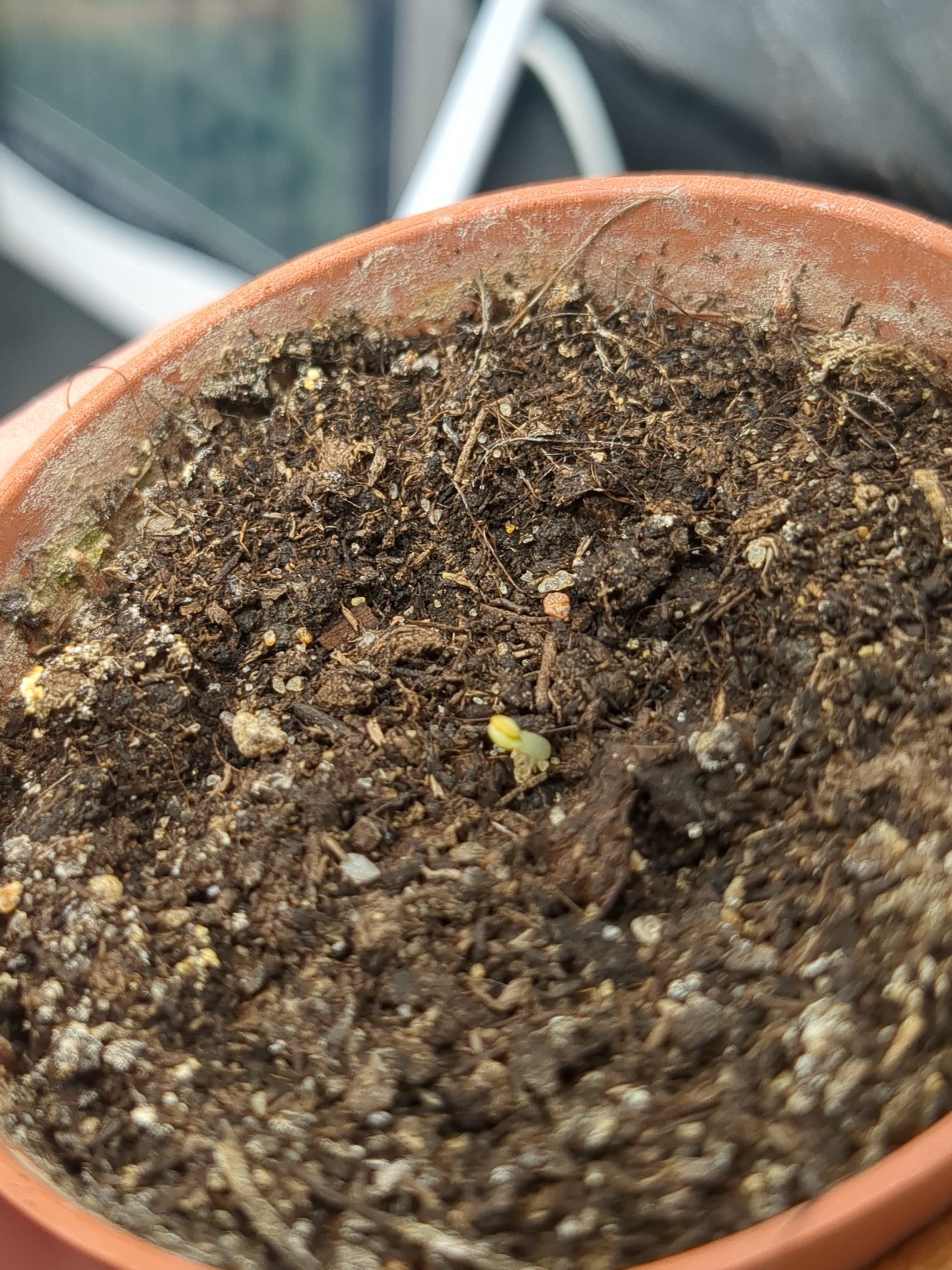 a small pot with a smaller seedling