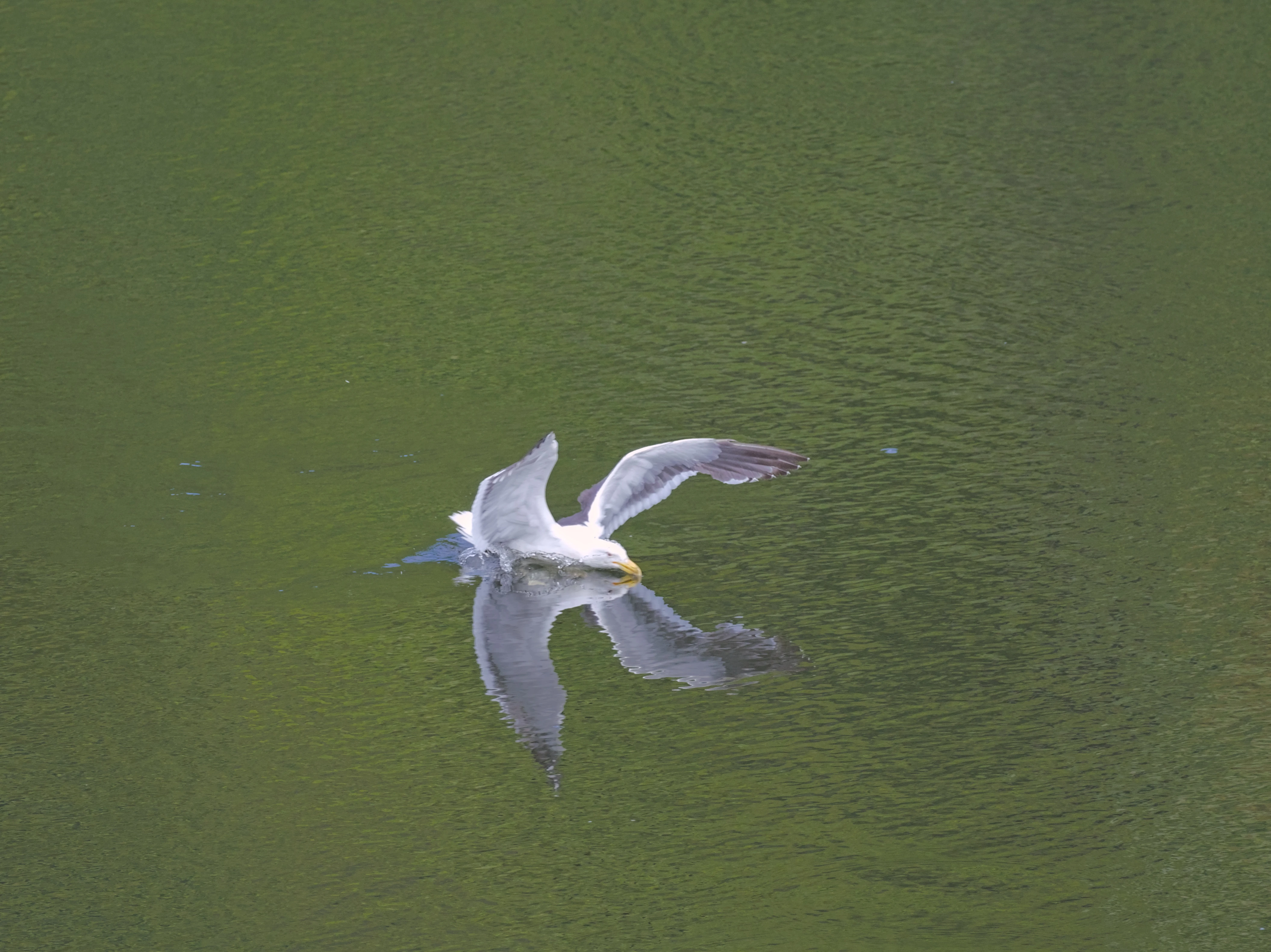 A kelp gull landing on a calm lake surface. The photo was captured mid landing, and her wings are still in the air, though her body is in the water. Because the surface of the lake is so smooth, a mirror like reflection of her is visible on the surface of the water, almost making it appear as though she has four wings. The surface of the lake is otherwise green in colour from the reflections of the surround foliage.  