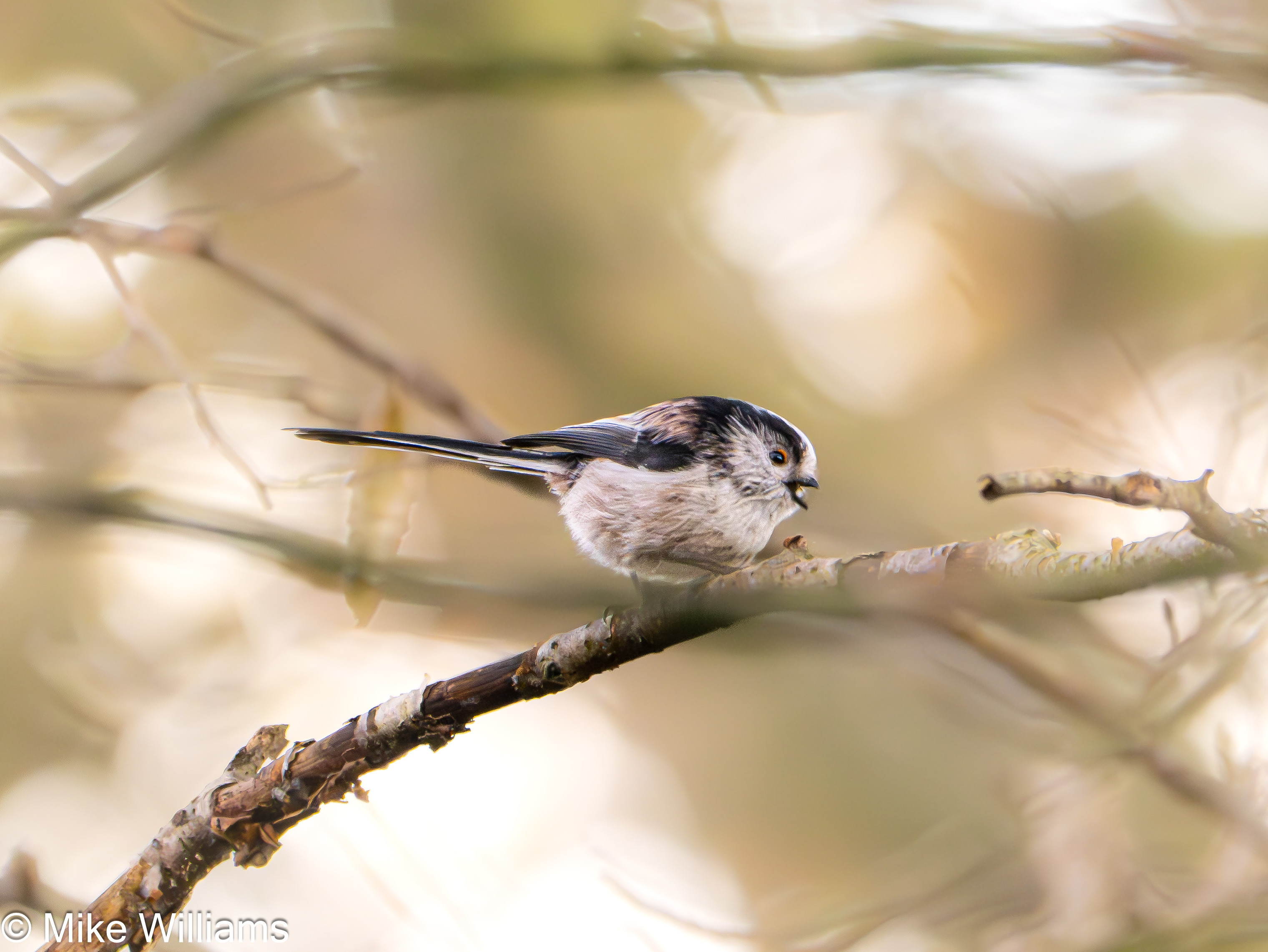 A Long-tailed Tit perched on a tree branch, beak open.