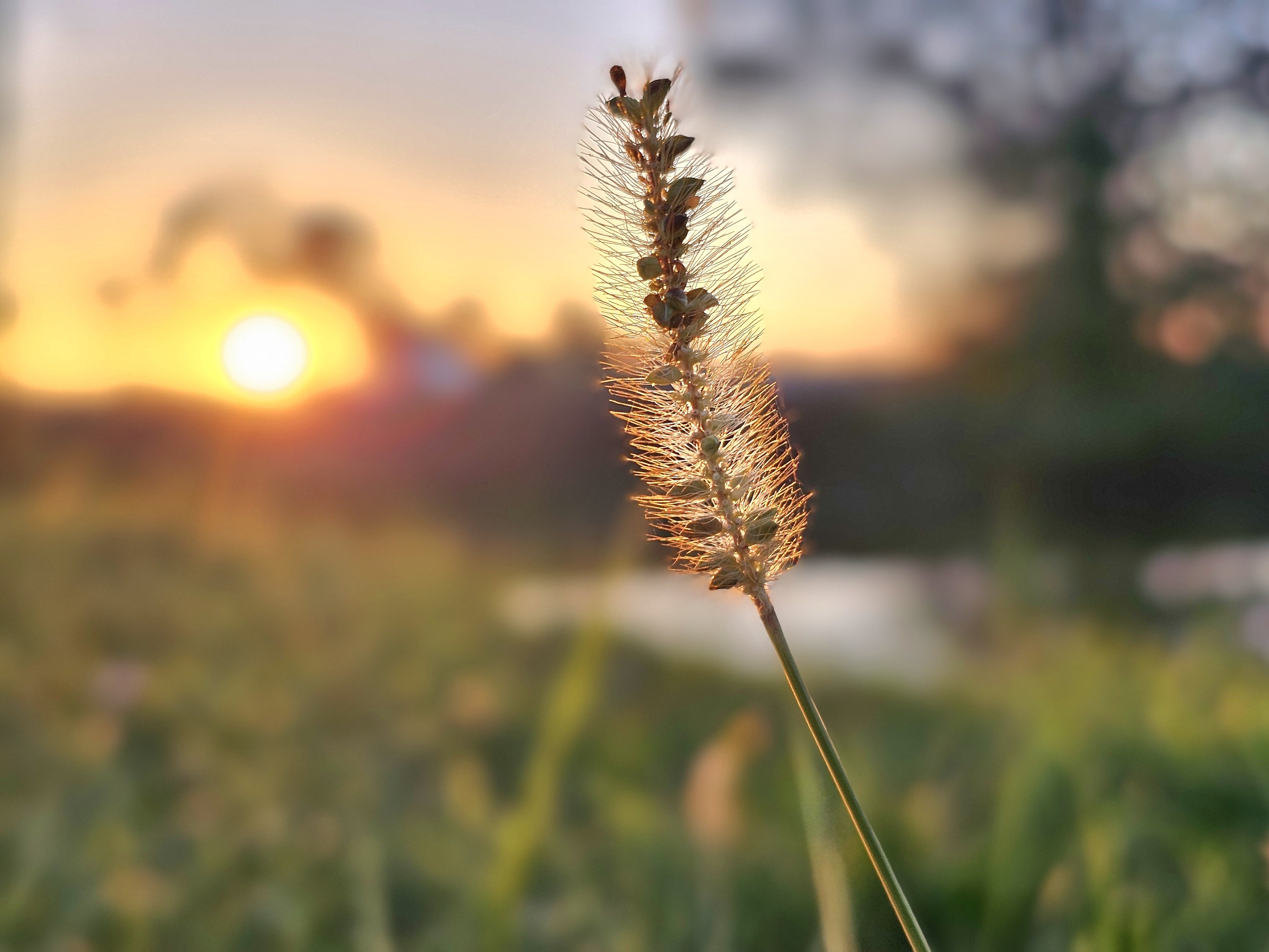 This is a close-up photo of a single foxtail grass spikelet illuminated by the warm glow of a setting sun. The sunlight creates a vivid backdrop with shades of yellow and orange, blurring into the background which features silhouettes of trees and foliage. The grass stands in sharp contrast to the softly defocused surroundings, highlighting its delicate bristles and the fine details of its structure.