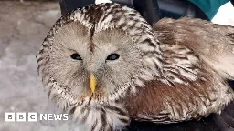 Firefighters rescue injured owl from crows