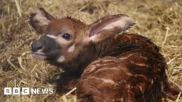 Critically-endangered mountain bongo born at Woburn Safari Park