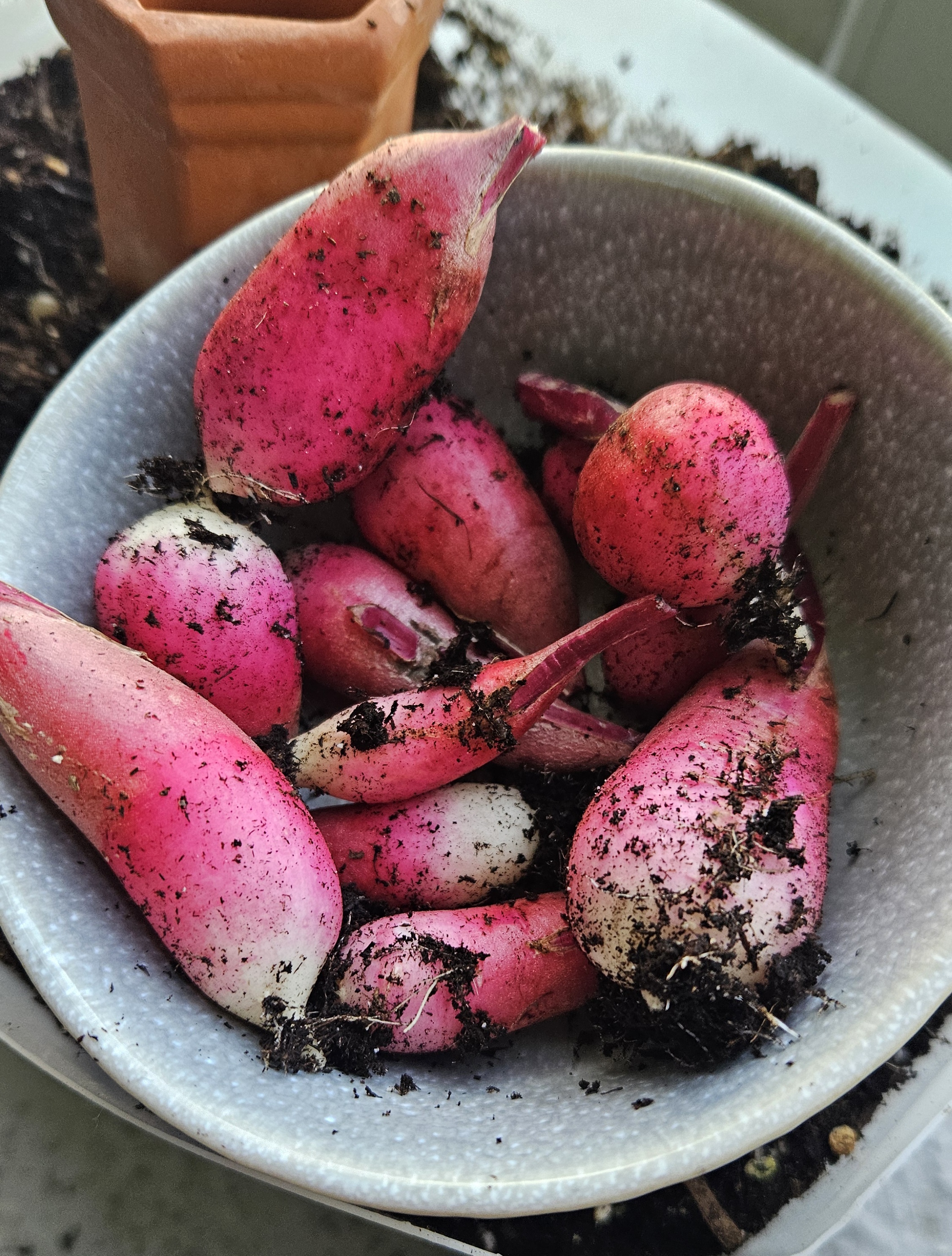 radishes