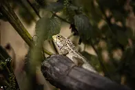 Backyard lizard