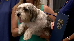 Palm Springs swears in 'Buddy Holly' as first canine mayor - KESQ