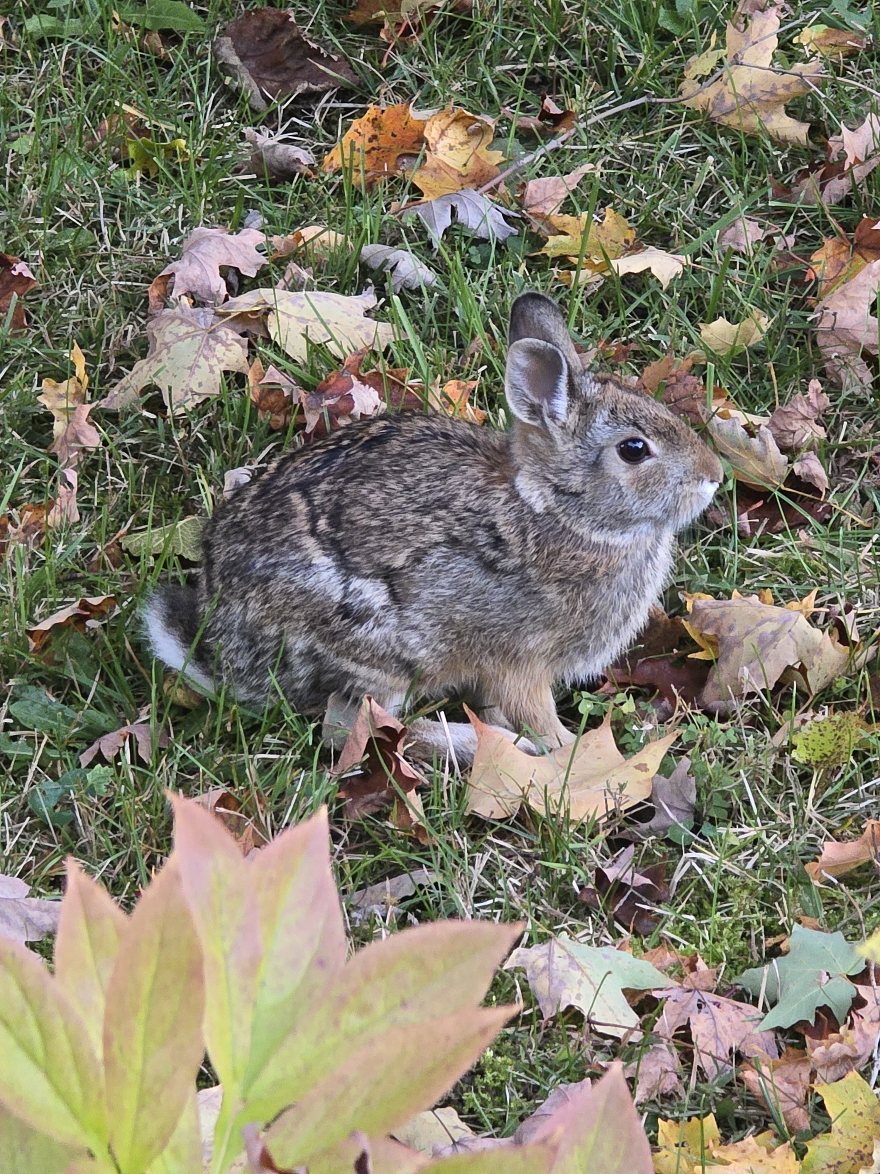 Autumn Bun