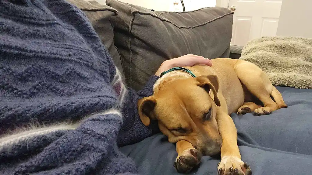 A small yellow haired dog stretched out on a couch, looking really comfy