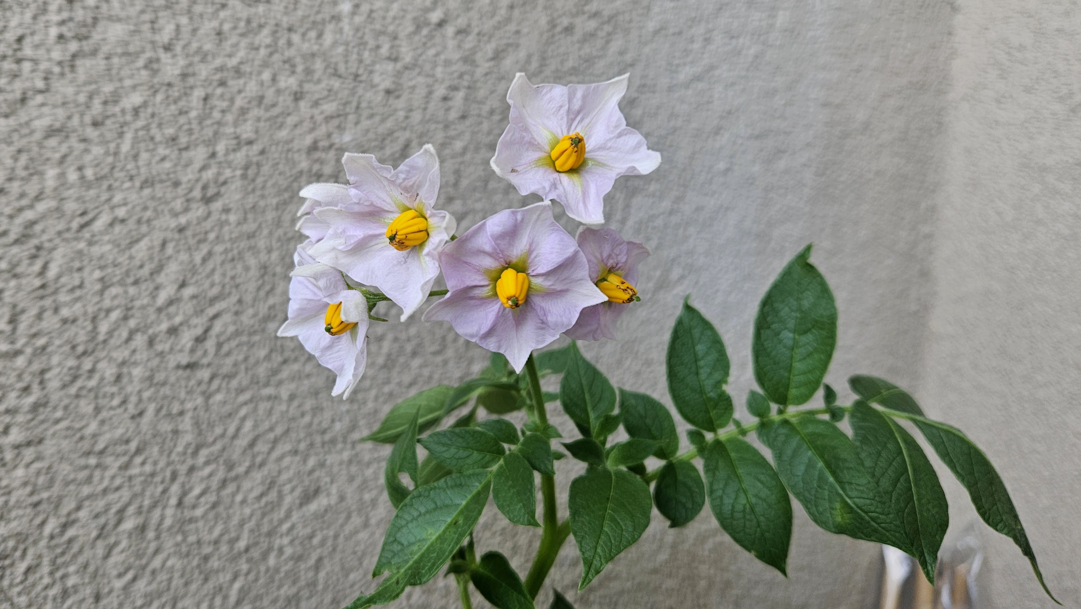 pink potato flower