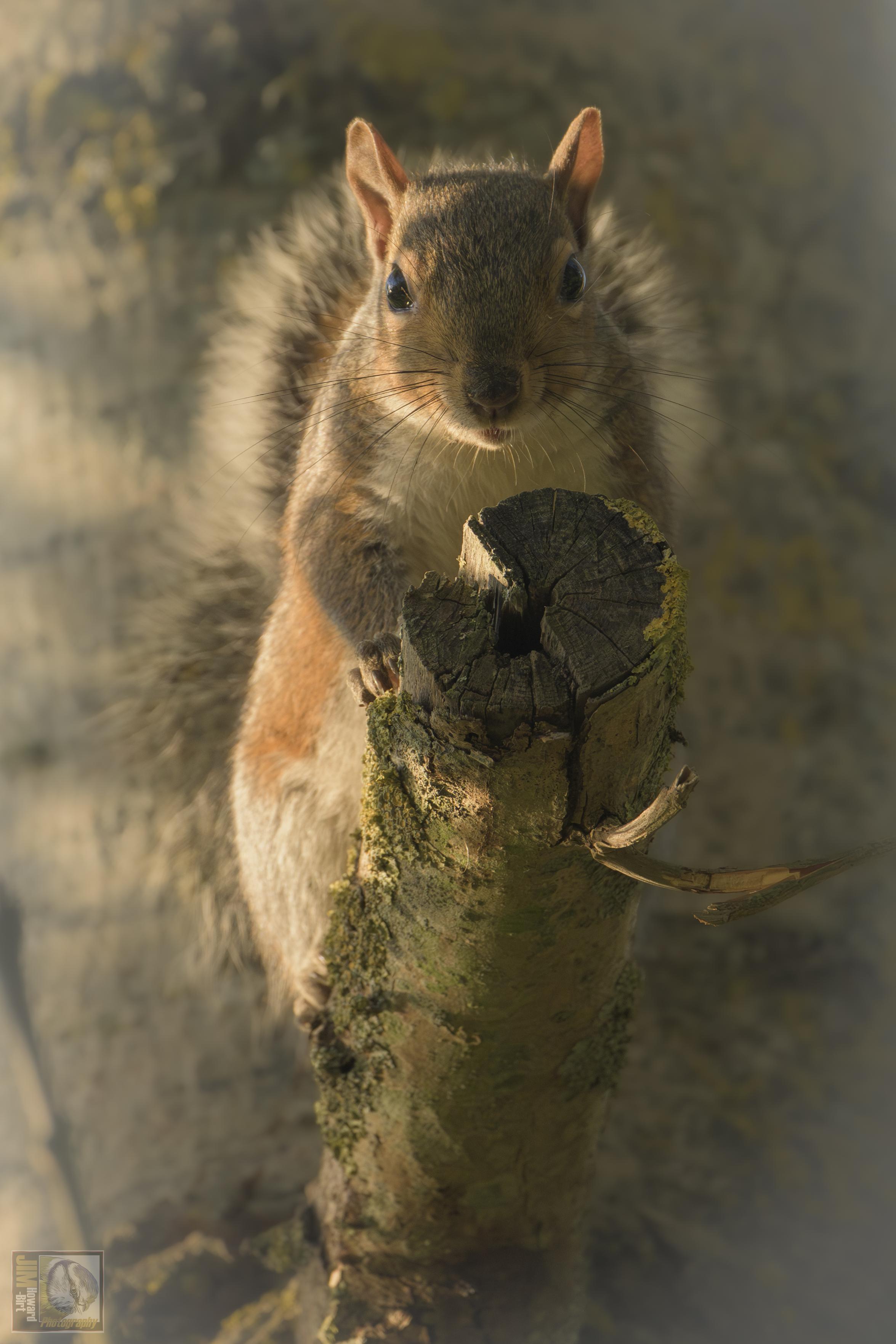 A Grey Squirrel looking at the camera from a lofty perch