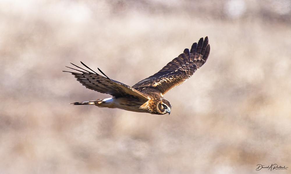 long-winged brown bird with rufous-streaked light belly, soaring over a brown later-winter background