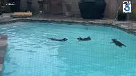 Raccoon 'pool party' caught on video