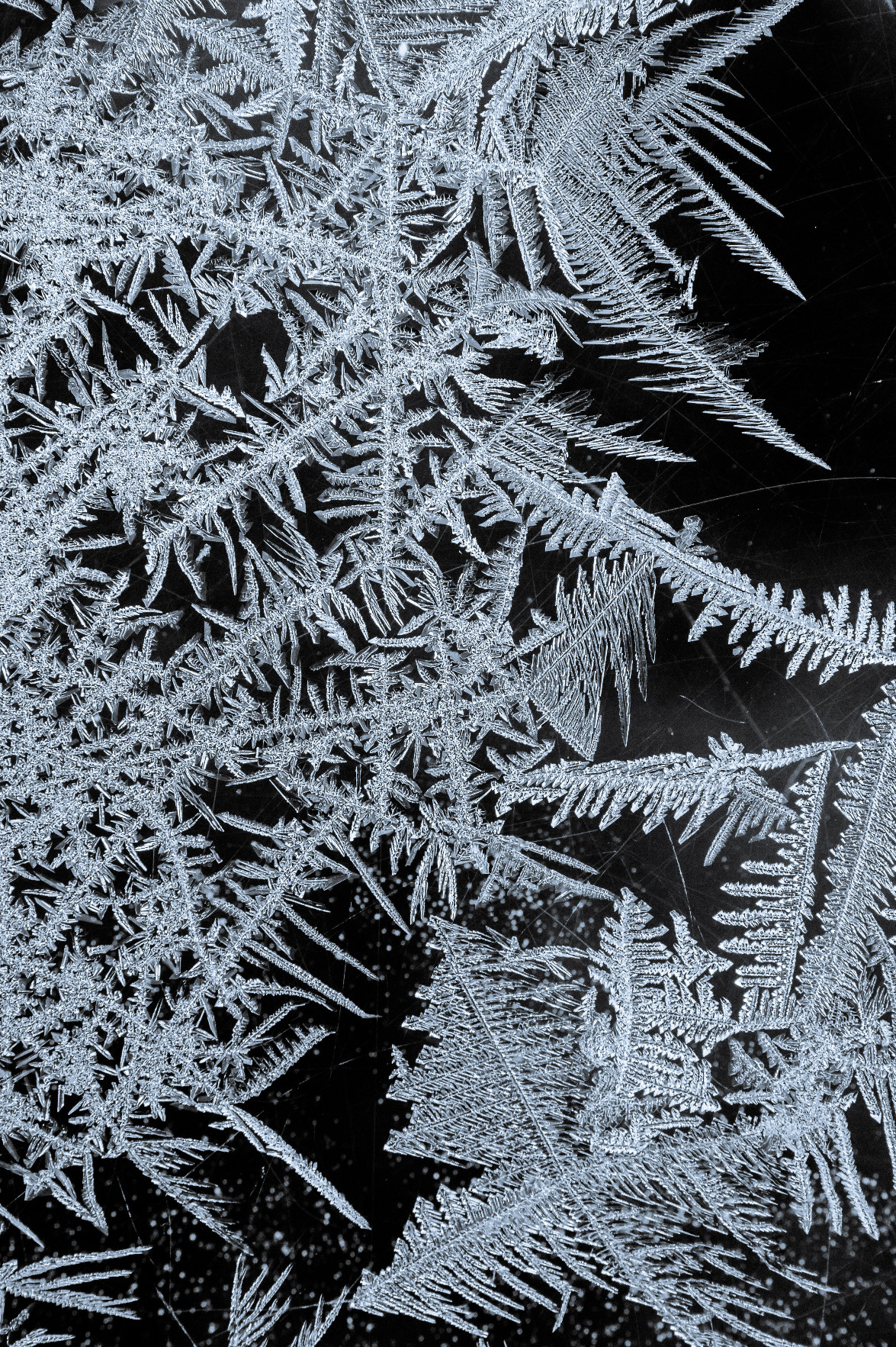 Close-up of frost