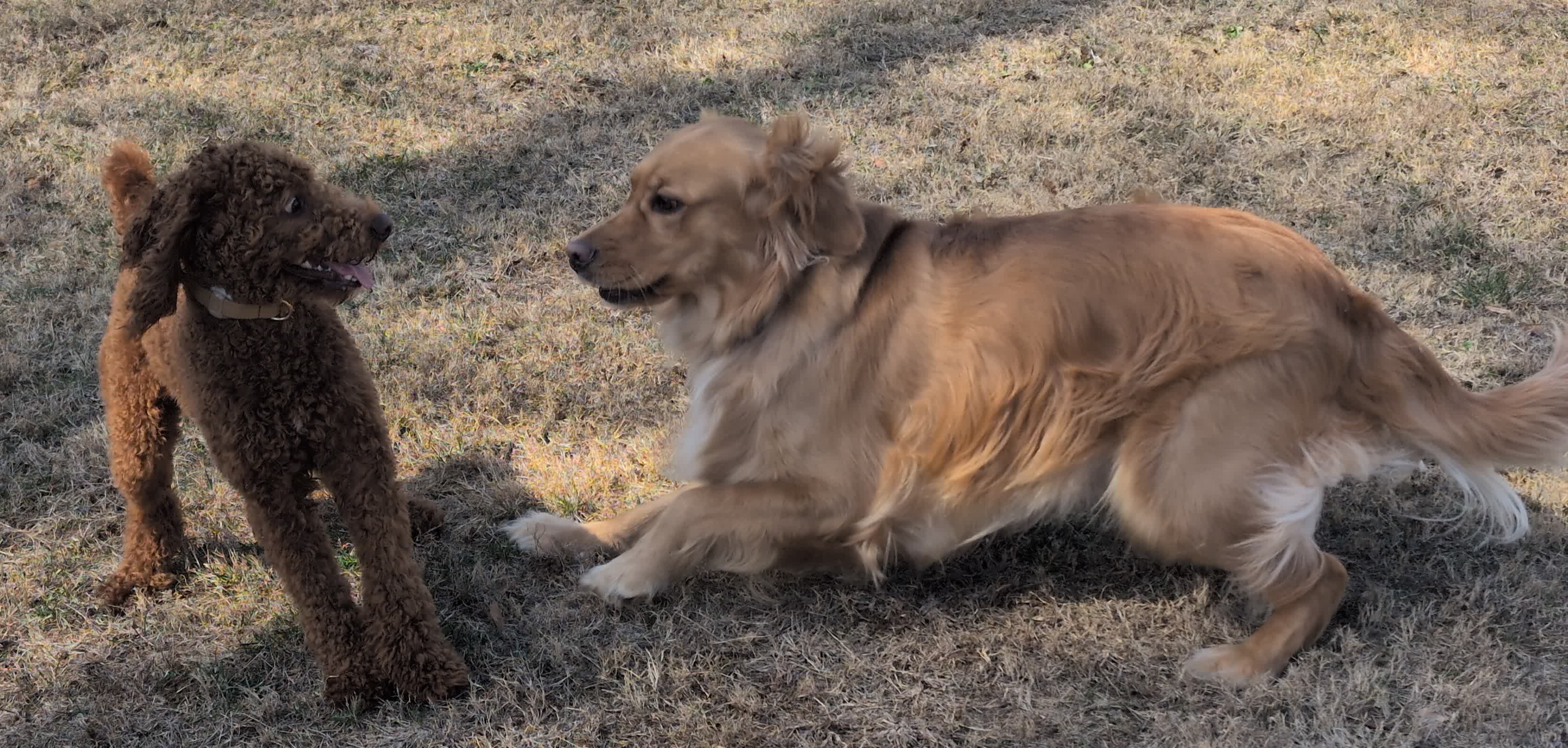 A golden retriever is mid run from the right side of the frame to the left. A shocked goldendoodle recoils in surprise on the left side of the frame.