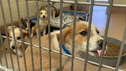 Riverside County Animal Shelter Over Capacity, Expected to Double After July 4th