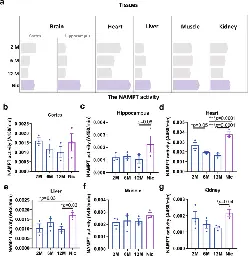 Nicotine rebalances NAD+ homeostasis and improves aging-related symptoms in male mice by enhancing NAMPT activity - Nature Communications