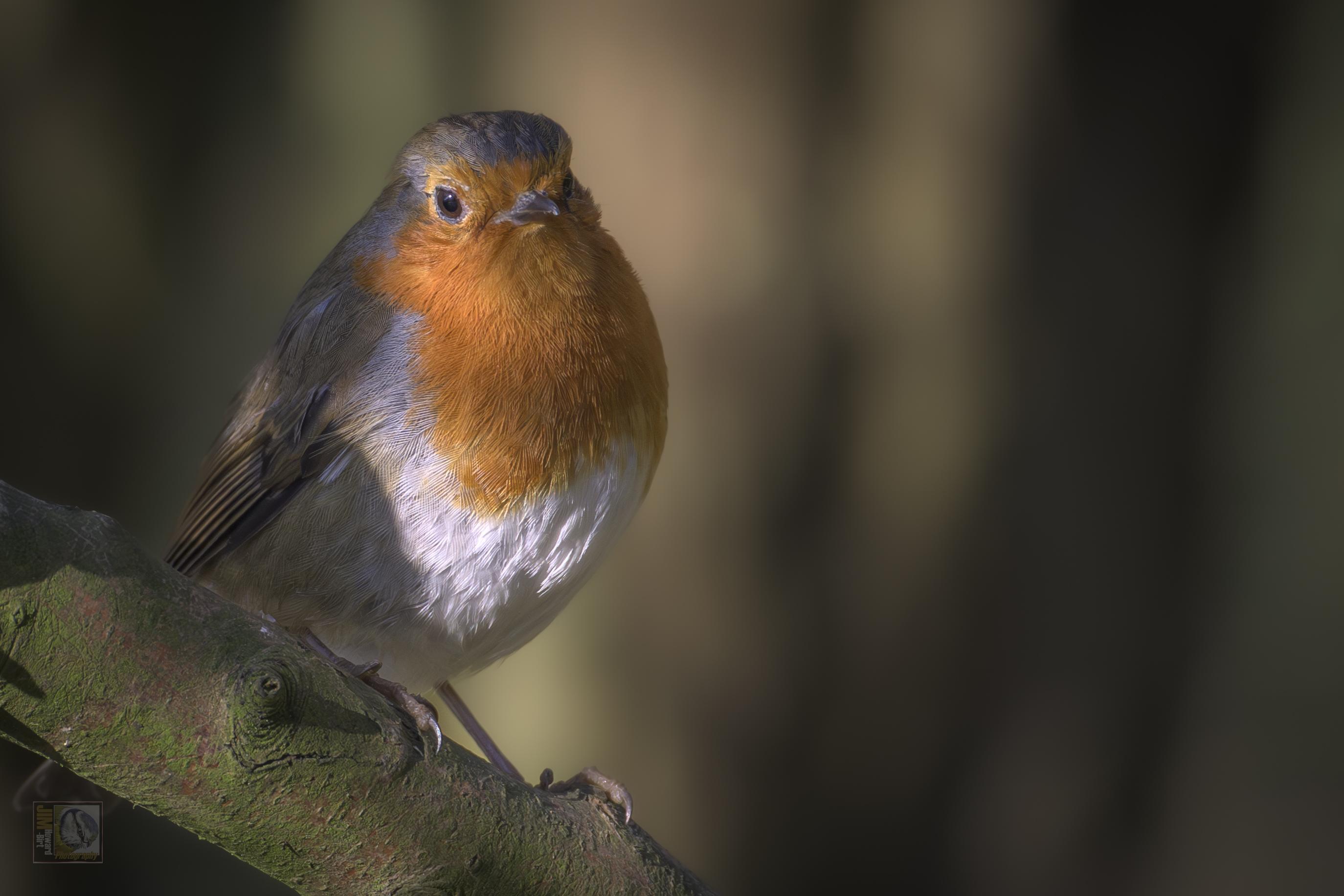 a small common bird with a red breast