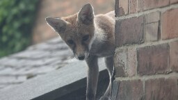 Fox Cubs Pt 4, latest update..