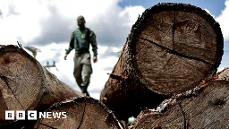 Climate change: Deforestation surges despite pledges