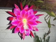 Epiphyllum is blooming [OC]