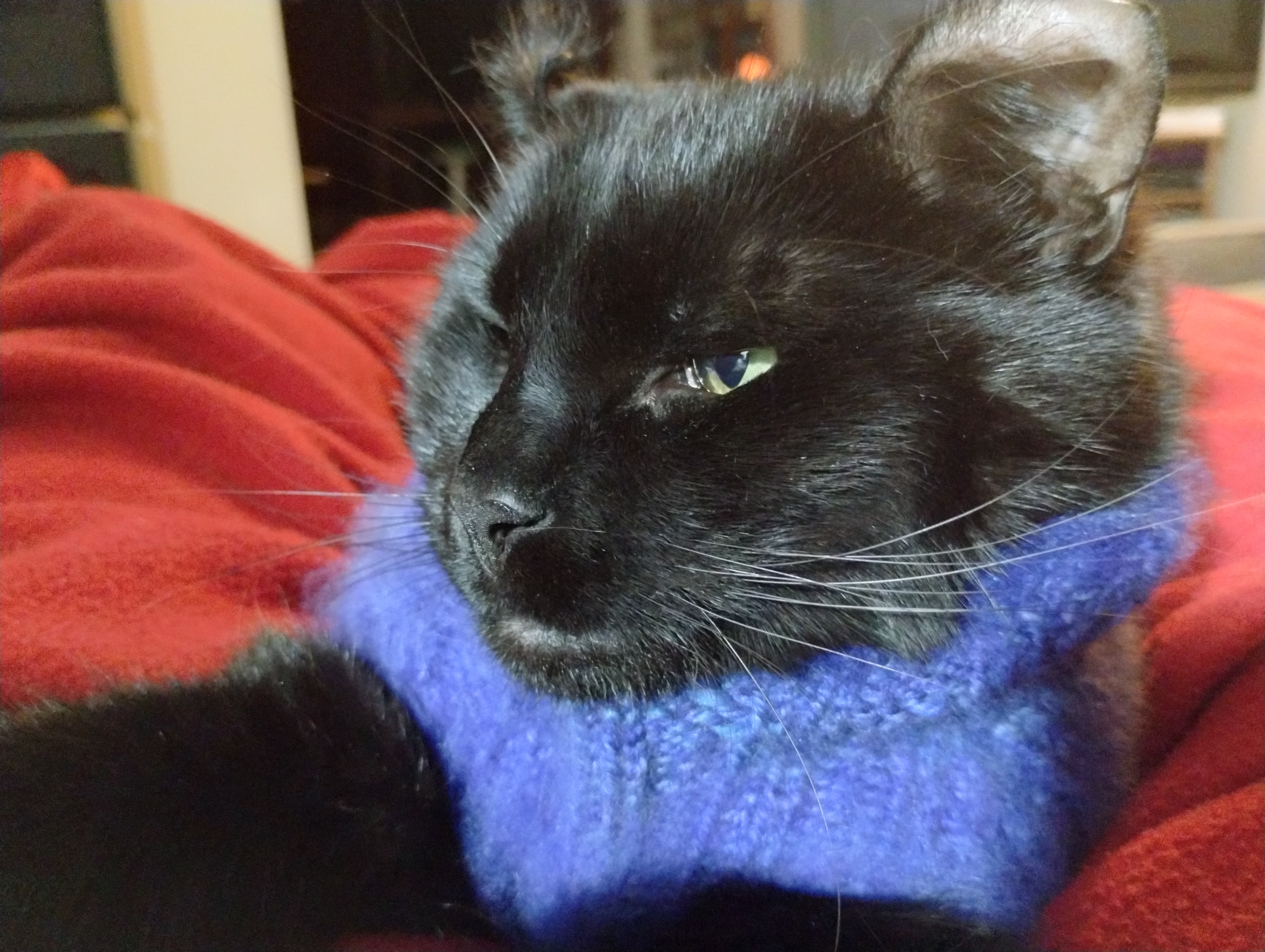 Photo: black cat wearing a purple sweater.