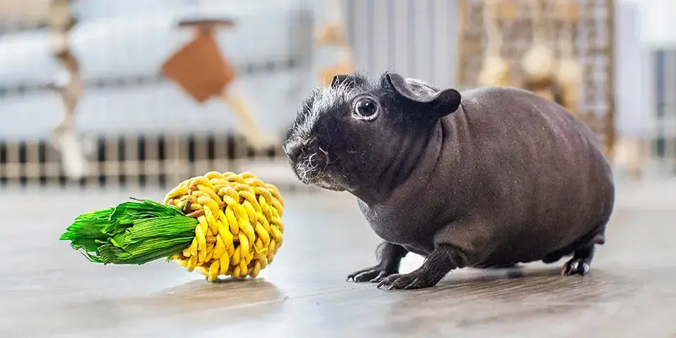 A terrified-looking skinny pig next to a tiny toy pineapple made of wicker. This one is likely being used to store the genes for the dalmatian coloration, given the coloration of the little fur it does have. If you are hearing this, imagine a wrinkly grey scrotum with a black and white mustache, four stubby little rodent feet, and two googly eyes that seem quite scared of the camera taking this picture.