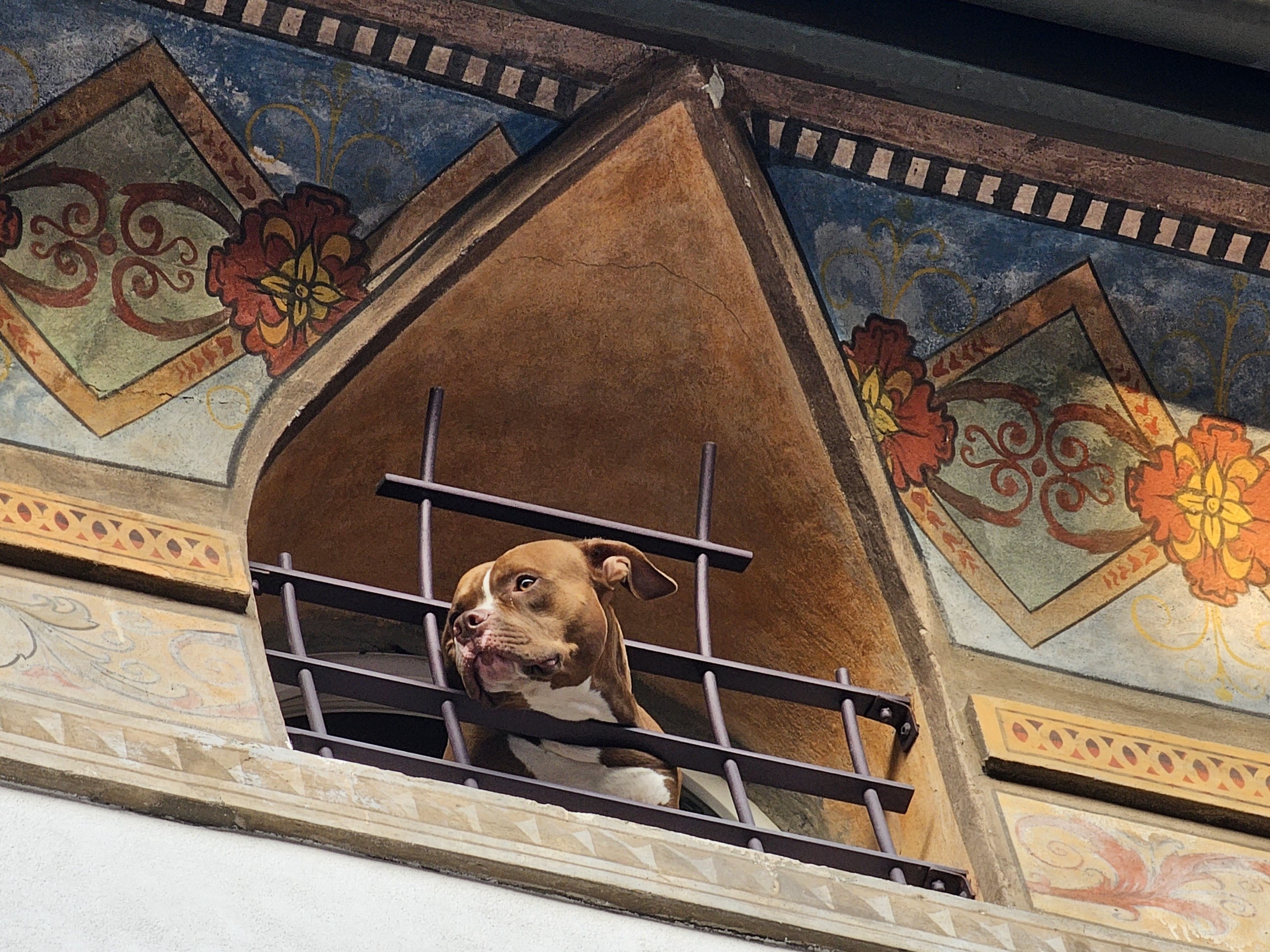 A brown and white dog peers out from behind iron bars of a triangular window. The window is set within a richly decorated wall featuring ornate patterns, floral motifs in red, blue, and gold, and intricate designs on the surrounding edges.