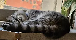 My cute cat sleeping next to a window