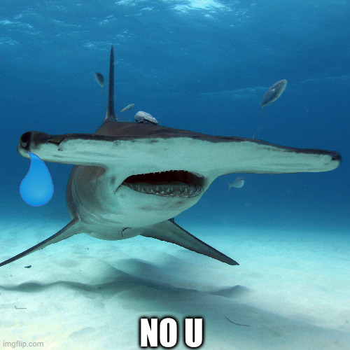 picture of hammerhead shark with single tear drop captioned NO U