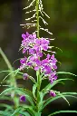 Fireweed