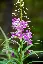 Fireweed