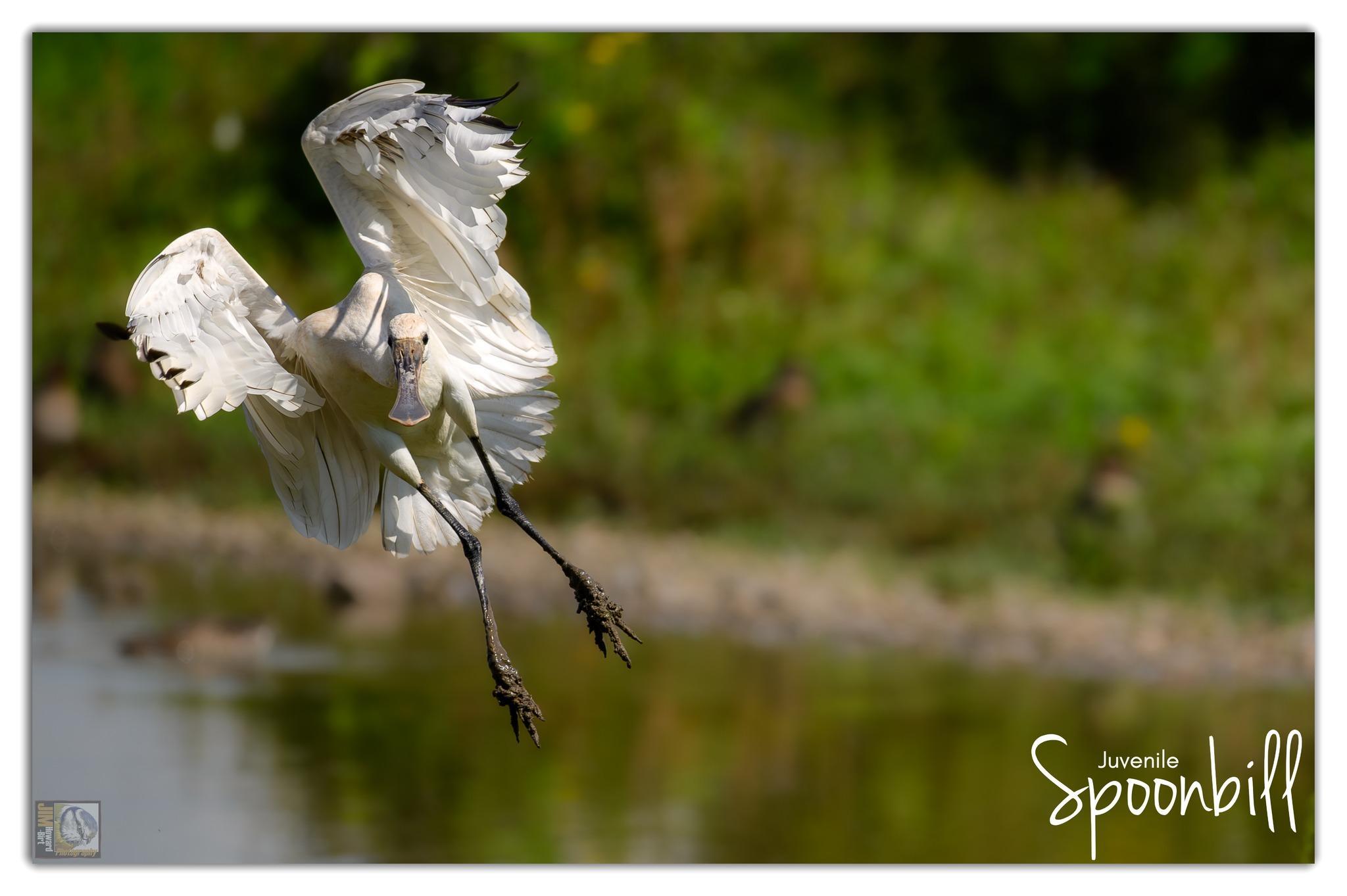 a large white wading bird with a spoon shaped bill