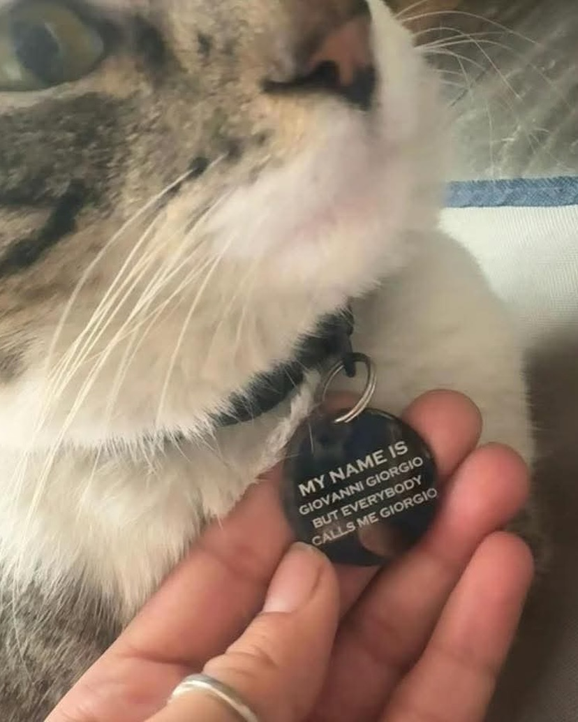 Photograph of a cat. Its tag reads "My name is giovanni giorgio but everybody calls me giorgio", a reference to a sample found in a Daft Punk song.