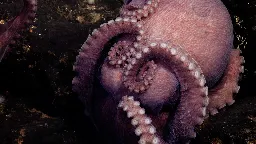 Biologists Discover Four New Octopus Species in the Deep Ocean Off Costa Rica