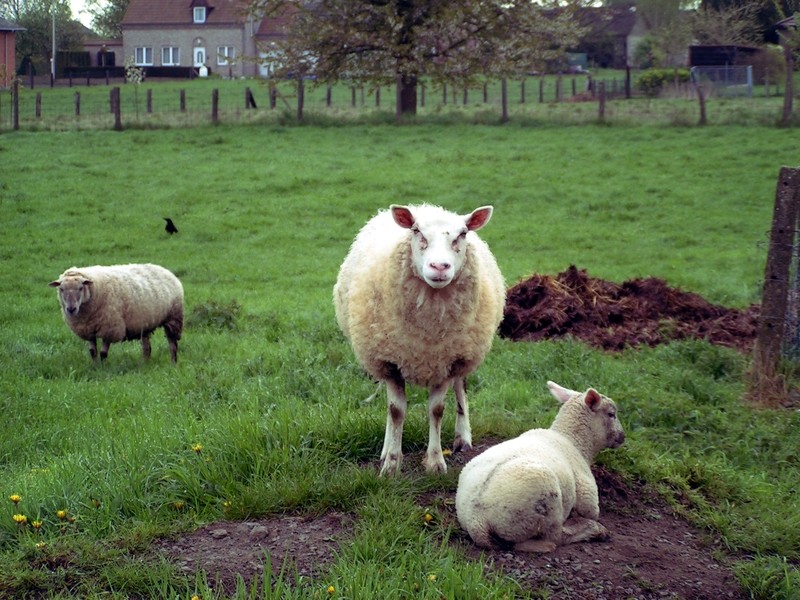 Moutons à Hemelveerdegem